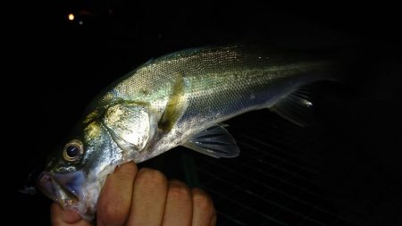 淀川ライトシーバス