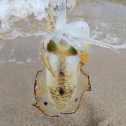 午後からエギング