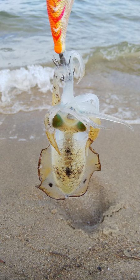 午後からエギング