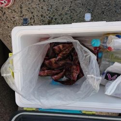 いい潮のわりに…