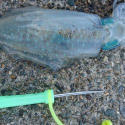 初のメーター！