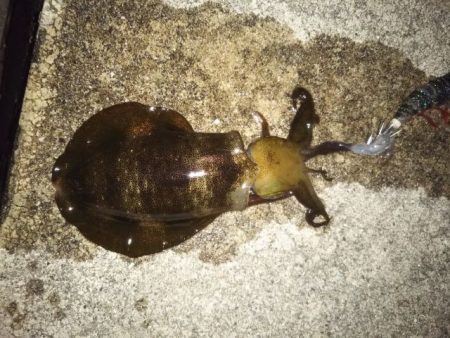 アオリイカ解禁