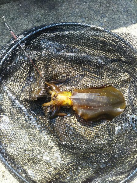 ヤエンのシーズン