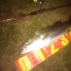 円山川シーバス