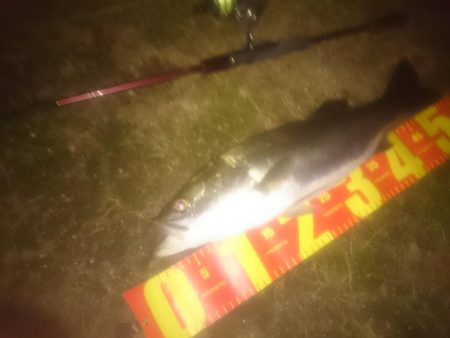 円山川シーバス