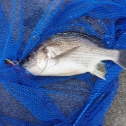 メタルバイブで釣れたもの