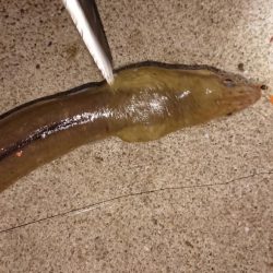 アジからのタチウオと海蛇