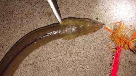 アジからのタチウオと海蛇