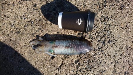 雨が降る前に今週も行って来ました。