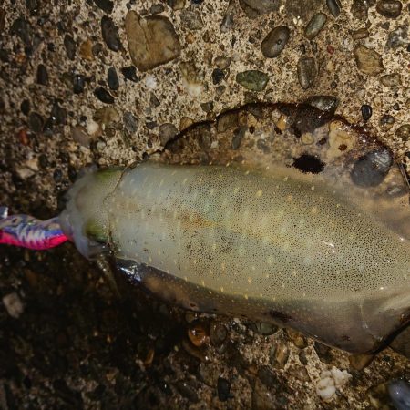 久しぶりの良型!