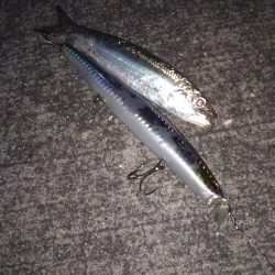 マイワシパターン??