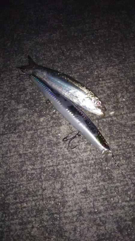 マイワシパターン??