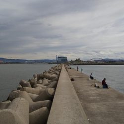 青岸タチウオ調査