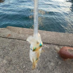 サイト不成立・・・