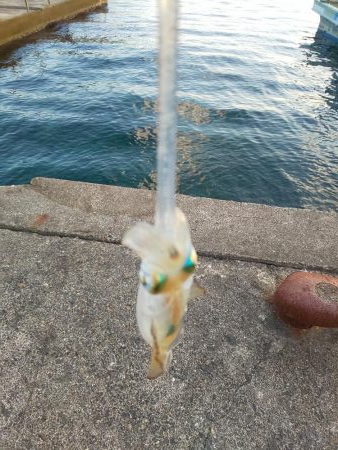 サイト不成立・・・