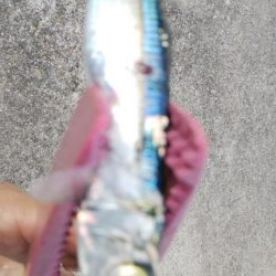 今日もタチウオ調査､結果は・・・