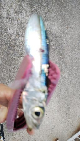 今日もタチウオ調査､結果は・・・