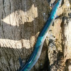 不本意な結果ですが。。