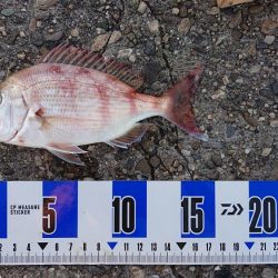 久しぶりの淡路島釣行