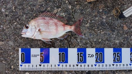 久しぶりの淡路島釣行