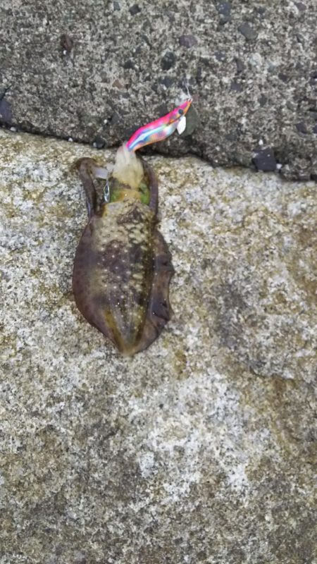 エギング&ライトショアジギ