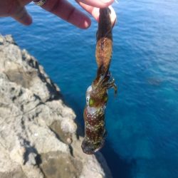 越前地磯の新子