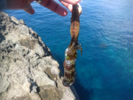 越前地磯の新子