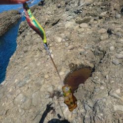 越前地磯の秋イカ