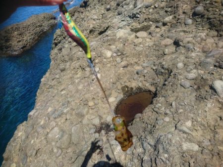 越前地磯の秋イカ