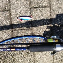 ツバス？ハマチ？