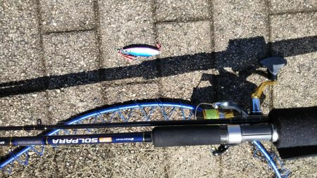 ツバス？ハマチ？