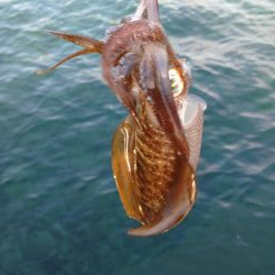 仕事合間の新子調査