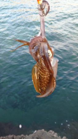 仕事合間の新子調査