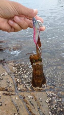 仕事前後にエギング