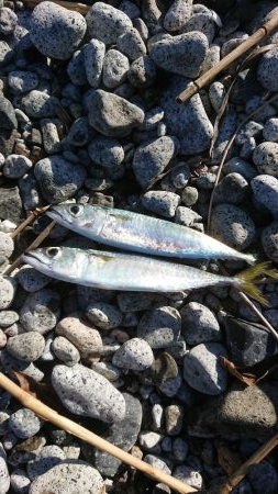 シーバス&ロックフィッシュ