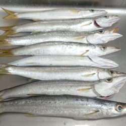 デカかますがやって来た