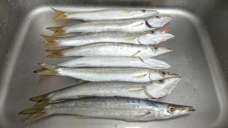 デカかますがやって来た