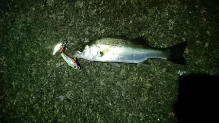 シーバス活性高め