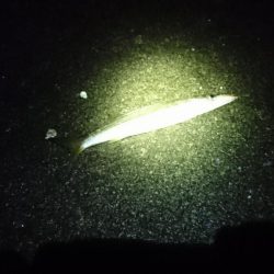 カマッシングかましたった