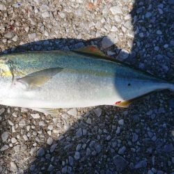 朝まずめボイル多数