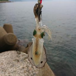 アオリ新子調査2