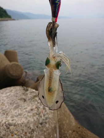 アオリ新子調査2