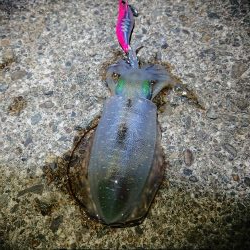 アオリ新子成長調査