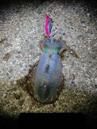 アオリ新子成長調査