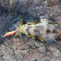 少し大きくなりました