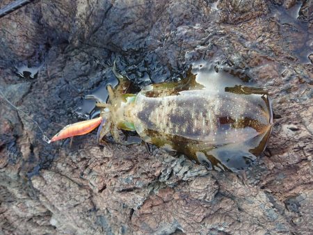 少し大きくなりました