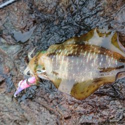 数はそこそこも小さい