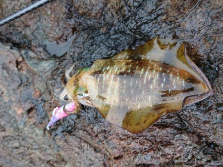 数はそこそこも小さい