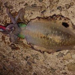 攻め方いろいろ