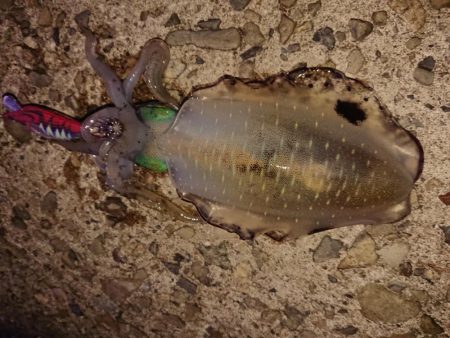 攻め方いろいろ